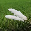 Decorative Flowers 120cm Natural Dried Flower Reed Pampas Grass Boho Home Decor Wedding Decorations Farm Background