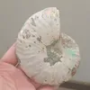 Ander thuisdecor 1 pc Natural Ammonite Conch Crystals Stone Mineral Specimen Healing Collection Home Decoration History 230327