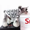 Hundkläder Vinter husdjurskläder för små hundar husdjur kläder franska bulldogstjärna broderier varm tröja för chihuahua bomullrock PC1803 230327