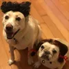 Katzenkostüme Haustier Perücken Cosplay Requisiten Dog Cross-Dressing Hair Set POFORY Witzige Kopfzubehör Streich Voraussetzungen