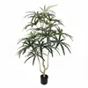 Decorative Flowers House Plant Variegated Silk Plerandra Elegantissima Tree