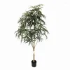 Decorative Flowers House Plant Variegated Silk Plerandra Elegantissima Tree