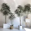 Decorative Flowers House Plant Variegated Silk Plerandra Elegantissima Tree