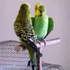 Sonstiges Vogelzubehör Papageienständer Bar Parrot Bite Chew Toys Swing Pet Rest Play Toy