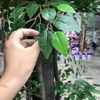 Flores decorativas DIY-simulación de árbol verde Big Fake Banyan Planta grande
