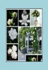 Garden Decorations Garden Decorations 100Pcs Gardenia Flower Seeds Bonsai Rare Plant For Home Courtyard Planting Radiation Prote S3517537
