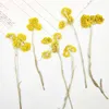 Decoratieve bloemen feestbenodigdheden stro gedroogd bloem specimen voor kleuterschool handgemaakte gratis verzending groothandel 1 lot/100pcs