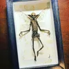 Decoratieve objecten Figurines Gothic Home Decor Mummified Fairy Fairy Skeleton Witchy Specimen Standbeeld Picture Frames Display Painting 230428