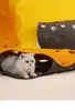 لعبة Toys Hot Foldable Pet Cat Tunnel Holes Rainbow Cat Channel Cat Cat Tent Tent Trup Thort