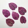 Fleurs décoratives Violet Bougainvillea DIY Encadré Pressé Flowes Matériel Fait À La Main Pour La Décoration De Cartes 120pcs