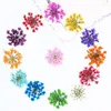 Fiori decorativi 1-1.5CM Mini pizzo fai da te premuto per la decorazione delle unghie 120 pezzi Spedizione gratuita