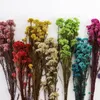 Decorative Flowers Real Millet Flower Ears Natural Dried Bedroom Living Room Kerst Decoration Bouquet Shooting Props Opening