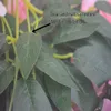 フェイクフローラルグリーン12pcsウィステリア人工花hangingしているガーランドvineラタンフェイクフラワーシルクシルクシルク植物飾り230504