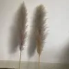 Kwiaty dekoracyjne 80 cm naturalny trzcinowy suszony kwiat biały brwi Big Pampas Grass Bukiet Ceremonia Ślubna dekoracja nowoczesna dom