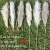 Kwiaty dekoracyjne 80 cm naturalny trzcinowy suszony kwiat biały brwi Big Pampas Grass Bukiet Ceremonia Ślubna dekoracja nowoczesna dom