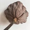 装飾的な花乾燥した盆栽装飾蓮5pcsの種子ポッド本物の植物天然brwonポッド茎付き