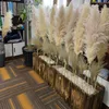 Kwiaty dekoracyjne 80 cm naturalny trzcinowy suszony kwiat biały brwi Big Pampas Grass Bukiet Ceremonia Ślubna dekoracja nowoczesna dom