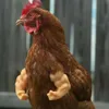 Taşıyıcılar Cadılar Bayramı Tavuk Arms Komik Oyuncak Gag Hediye Yapay Silahlar Pet Malzemeleri Dekor Komik Kuş Evcil Hayvan Sahibi Brazos de Gallina