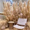 Kwiaty dekoracyjne 80 cm naturalny trzcinowy suszony kwiat biały brwi Big Pampas Grass Bukiet Ceremonia Ślubna dekoracja nowoczesna dom