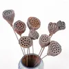 Fiori decorativi Bonsai secchi Decor Seedpod di loto 5 pezzi Ramo artificiale Fiore Piante vere Mazzi naturali di piccole dimensioni