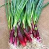 100 Pcs 마늘 씨앗 빨간색과 건강한 씨앗 Diy 식물 희귀 양파 마늘 야채 씨앗 매우 쉽게 집 정원을 위해 성장