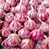 100 Stück Knoblauchsamen, rote und gesunde Samen, DIY-Pflanze, seltene Zwiebel, Knoblauch, Gemüsesamen, sehr einfach zu züchten für den Hausgarten