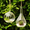 Terrarium landskapsglas Ransparent bollform klar hängande glasvasblomma växter terrarium