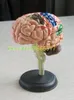 Oggetti decorativi Figurine 1 pz smontato modello anatomico del cervello umano anatomia strumento didattico di alta qualità NE 230508
