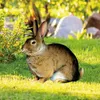 Geschenkpapier, Gartenschild, Pfahl, Rasen, Tierskulptur, dekorativ