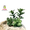 Decorative Flowers Simulated Succulent Plants Bonsai Lithops Without Flowerpot Natural Artificial Flower Green Apple Cactus