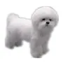 Simulering Animal Pet Dog Realictic Bichon Frise Dog Fur Animal Pet Model Home Decoration Puppy DY80100