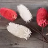 Fleurs décoratives naturelles séchées à l'air originales ameublement écologique et velours herbe accessoires de tournage tirer cheveux chardon fruit accessoire pour la maison