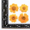 Fiore pressato essiccato Coreopsis originale dei fiori decorativi per la decorazione della cassa del telefono cellulare Spedizione gratuita 1000 pezzi