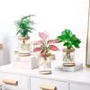 Vaser 1pc hydroponic växt transparent plastvas självupptagande vatten blomkruka enkel stil inomhus kontor bordsskiva prydnad