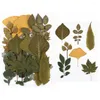 Dekorativa blommor Real Dried Pressed Leaves Herbarium Kronblad Mixed Daisies Leave Clover Leaf Naturligt torrt hantverk DIY -smycken Tillbehör