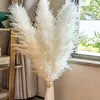 Dekorativa blommor 80-120 cm fluffiga stora pampas gräs torkade blommor naturliga vassar bröllop butik dekoration prydnad boho vintage heminredning