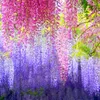 Dekorativa blommor 110 cm konstgjorda hängande växt Silk Wisteria falska trädgårdsväxter hemförsörjning bröllop dekoration 1 st