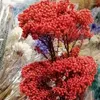 Fleurs décoratives 50g Naturel Millet Fruit Séché Fleur Artificielle Salon Décoration Cadeau De Mariage Pour Gues Boho Décor À La Maison Pampa