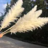 Decorative Flowers White Pampas Grass Dried Fashion Home Decoration About 50-80cm Long Reed Flores Direct Deal