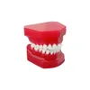 Altro Modello di dente dentale per l'igiene orale Bambini Denti permanenti primari Denti decidui alternati in resina Modello per lo studio Insegnamento Comunicazione 230516