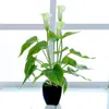 Fleurs décoratives Bonsai Simulation Plant Green Calla Flower Artificial Babies Breath Bulk