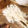 Decorative Flowers Natural Dried Tail Grass Lagurus Ovatus For Boho Decor Pampas Wedding Flower Arrangements