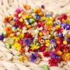 Kwiaty dekoracyjne 200pcs prawdziwy suszony Brazylia Little Star Flower for DIY Art Craft Epoksyd Candle Making Biżuter