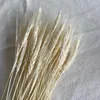 Fiori decorativi 50PCS Fiore spiga di grano naturale essiccato per la decorazione della festa nuziale Idee regalo di San Valentino Nuziale artificiale