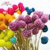 Fleurs décoratives 16 pièces coloré naturel séché Bouquet fraises herbe bricolage artisanat fleur artificielle décor à la maison Po accessoires