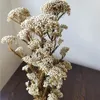 Decorative Flowers 50g Natural Millet Fruit Dried Flower Living Room Wedding Decoration Artificial Swedding Gifts For Guest Teddy Bear