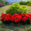 Fleurs décoratives 1 Bouquet Haute Classe Flanelle Artificielle Grande Tête De Fleur Rouge Faux Poinsettia Buissons Bouquet Arbre De Noël Ornement Maison