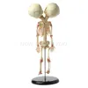 Dekorativa objekt Figurer 37 cm Manusia dubbel Kepala Bayi Tengkorak Kerangka Anatomi Otak Tampilan Belajar Mengajar Model Halloween Bar Ornamen 230517