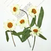 装飾的な花の黄色いジニアと枝の乾燥したプレスフラワーDIYハンドマンデフローラル卸売無料出荷1lot/80pcs
