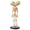 Dekorativa objekt Figurer 37 cm Manusia dubbel Kepala Bayi Tengkorak Kerangka Anatomi Otak Tampilan Belajar Mengajar Model Halloween Bar Ornamen 230517